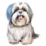 Shih Tzu Blue Fur Sticker