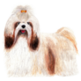 Shih Tzu Grooming Sticker