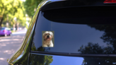 Shih Tzu Illustration Sticker on a Rear Car Window (New) example