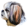 Shih Tzu Muzzle Sticker