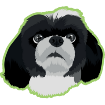 Shih Tzu On Green Sticker