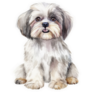 Shih Tzu Sits Sticker 