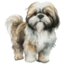 Shih Tzu Standing Sticker