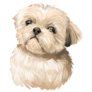 Shih Tzu Toy Dog Sticker