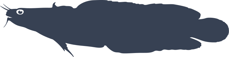 Shore Rockling Fish Sticker