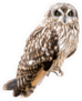 Short Eared Owl Sticker