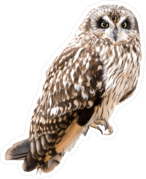 Short Eared Owl Sticker