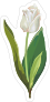 Short White Tulip Flower Sticker