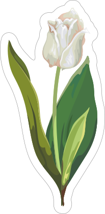 Short White Tulip Flower Sticker