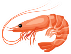 Shrimp Icon In Flat Style Sticker