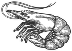 Shrimp Sea Caridea Animal Engraving Sticker