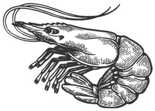 Shrimp Sea Caridea Animal Engraving Sticker