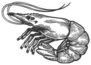 Shrimp Sea Caridea Animal Engraving Sticker