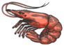 Shrimp Sea Caridea Animal Sketch Sticker