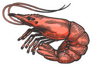 Shrimp Sea Caridea Animal Sketch Sticker