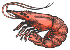 Shrimp Sea Caridea Animal Sketch Sticker