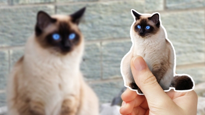 Siamese Cat Photo Sticker