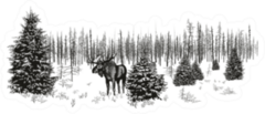 Siberian Moose In Winter Forest Sticker