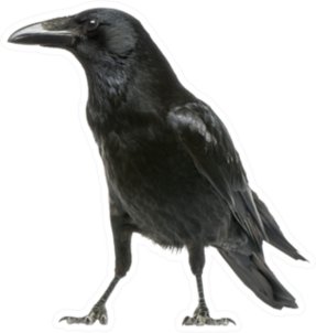 Side View Of A Carrion Crow Isolated On White Sticker