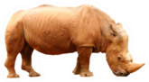 Side View Of A Rhino On A White Background Sticker