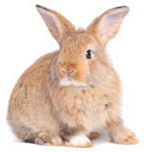 Side View Of Brown Cute Baby Rabbit Sticker