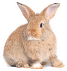 Side View Of Brown Cute Baby Rabbit Sticker