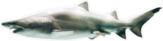 Side View Of Great White Shark Sticker