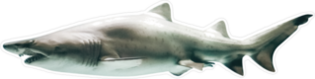 Side View Of Great White Shark Sticker