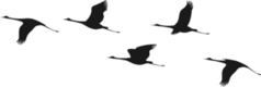 Silhouette Of Flying Flock Of Cranes Sticker
