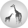 Silhouette Of Giraffe With Her Baby Sticker