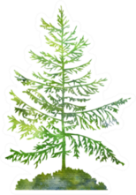 Silhouette Of Green Fir Trees Drawing In Watercolor Sticker