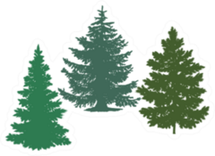Silhouettes Of Spruce And Pine Trees Sticker