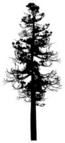 Silhouettes Of Tall Pine Illustration Sticker