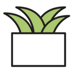 Simple Aloe Succulent Potted Indoor Plant