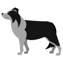 Simple Border Collie Sticker