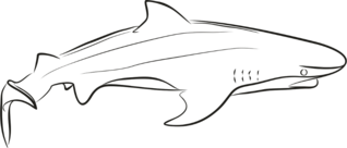 Simple Shark Outline Sticker