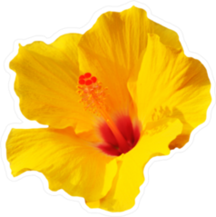 Simple Yellow Hibiscus Sticker