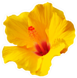 Simple Yellow Hibiscus Sticker