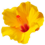 Simple Yellow Hibiscus Sticker