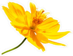 Singapore Daisy Yellow Flower Sticker