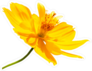 Singapore Daisy Yellow Flower Sticker