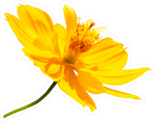 Singapore Daisy Yellow Flower Sticker