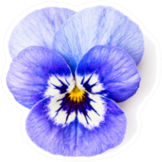 Single Blue Pansy Flower Isolated Sticker