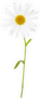 Single Chamomile Flower Sticker
