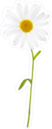 Single Chamomile Flower Sticker