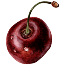 Single Cherry Sticker