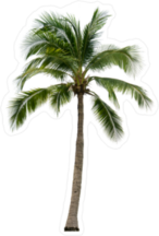Single Coconut Tree Sticker