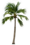 Single Coconut Tree Sticker