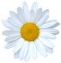 Single Daisy Flower Sticker