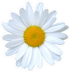 Single Daisy Flower Sticker